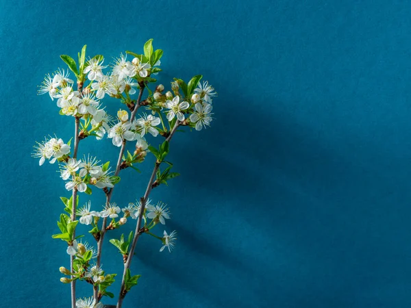 Ramo Ameixa Florescendo Fundo Azul Símbolo Início Vida Despertar Natureza — Fotografia de Stock