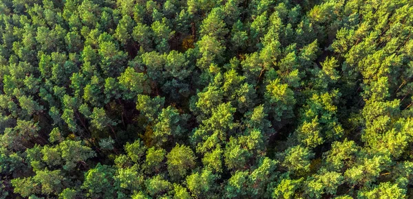 Gökyüzü Panoramik Manzarası Evergreen Çam Ormanı — Stok fotoğraf
