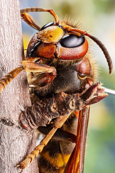 Doğadaki Eşek Arısı Böceğinin Makro Görüntüsü Kafanın Üst Boşluğu Tüm — Stok fotoğraf