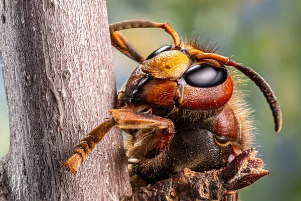 Macro Insecto Avispón Margen Superior Cabeza Todos Los Detalles Del — Foto de Stock