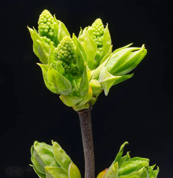 Novas Pequenas Folhas Verdes Panículas Syringa Planta Lilás Fundo Preto — Fotografia de Stock