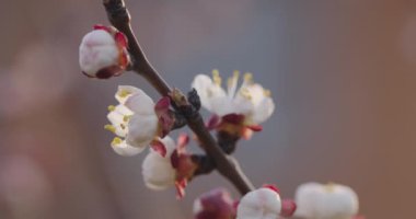 Bahar çiçekleri. Kayısı çiçekleri kayısı dalında çiçek açar..