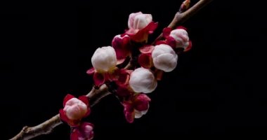 Bahar çiçekleri. Kayısıda kayısı çiçekleri siyah arka planda dallar açar, saat yönünde dönerler.