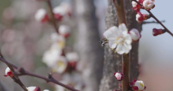 Frühlingsblumen Aprikosenblüten Auf Aprikosenzweigen Blühen Auf Einem Naturhintergrund — Stockvideo