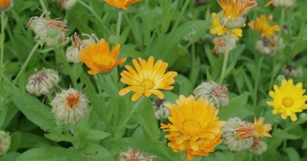 Champ Avec Calendula Médicinal Période Floraison Éjection Des Graines Calendula — Video