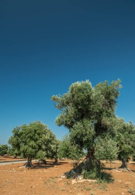Ön planda eski bir zeytin ağacı olan Akdeniz zeytinliği.