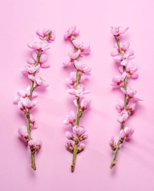 Pembe arka planda çiçek açan şeftali dalı. Hayatın başlangıcı ve doğanın uyanışı.. 