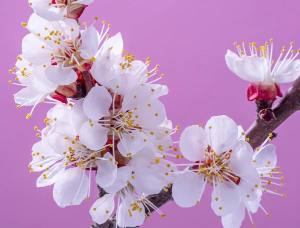 Квітуча Гілка Абрикоса Рожевому Фоні Символ Початку Життя Пробудження Природи — стокове фото