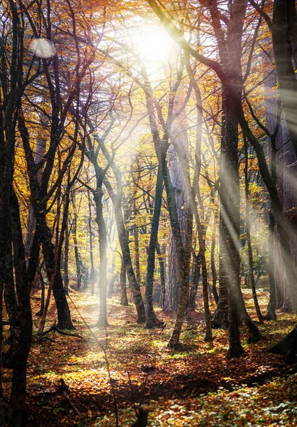 Prachtig Herfstlandschap Het Bos Warme Zon Schijnt Tussen Kleurrijke Bladeren — Stockfoto