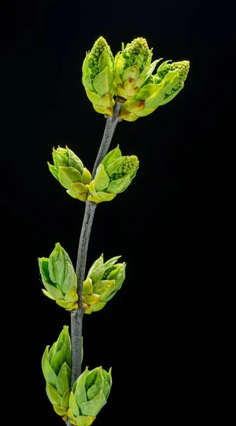 Novas Pequenas Folhas Verdes Panículas Syringa Planta Lilás Fundo Preto — Fotografia de Stock