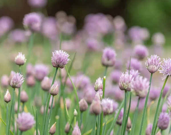 Allium Kvetoucí Fialová Cibule Pozadí Přírody — Stock fotografie