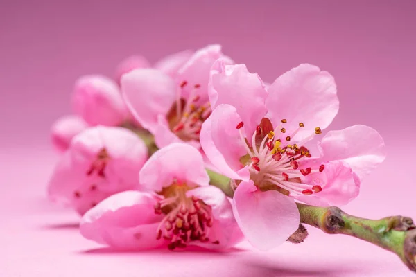 Blooming Peach Branch Pink Background Symbol Life Beginning Awakening Nature — Stock Photo, Image