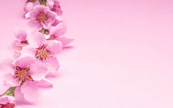 Blooming Peach Branch Pink Background Symbol Life Beginning Awakening Nature — Stock Photo, Image