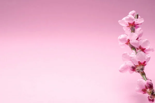 Ανθισμένο Κλαδί Ροδάκινου Ροζ Φόντο Σύμβολο Της Αρχής Της Ζωής — Φωτογραφία Αρχείου