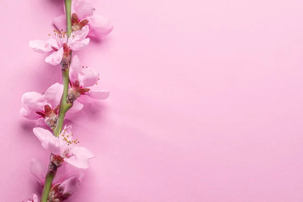 Blooming Peach Branch Pink Background Symbol Life Beginning Awakening Nature — Stock Photo, Image