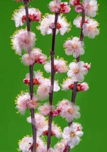 Blooming Apricot Branch Green Background Symbol Life Beginning Awakening Nature — Stock Photo, Image