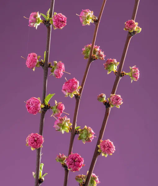 Kvetoucí Větev Amygdalus Triloba Růžovém Pozadí Symbol Počátku Života Probuzení — Stock fotografie