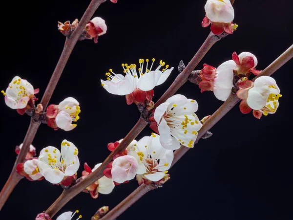 Kvetoucí Meruňková Větev Černém Pozadí Symbol Počátku Života Probuzení Přírody — Stock fotografie