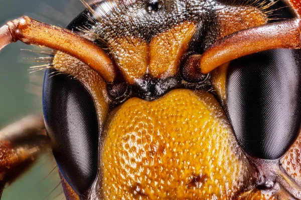ホーネット昆虫のマイクロショット 写真では頭部と頭部の一部の上縁がよく見えます — ストック写真