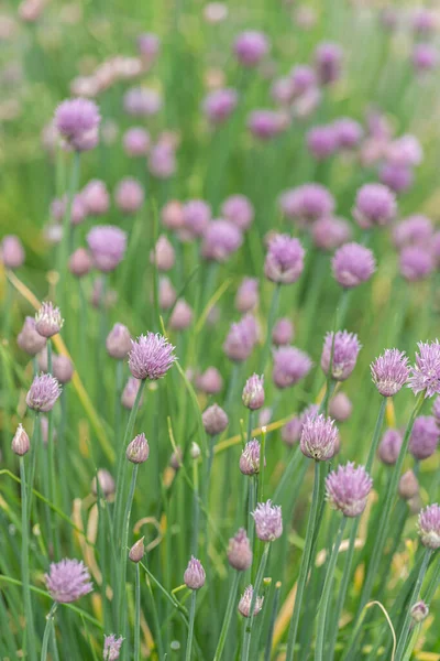 Allium Floreciendo Planta Cebolla Morada Fondo Naturaleza —  Fotos de Stock