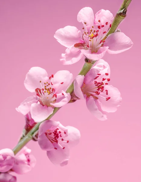 Blooming Peach Branch Pink Background Symbol Life Beginning Awakening Nature — Stock Photo, Image