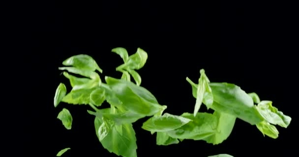 Hojas Albahaca Verde Fresco Vuelan Lentamente Caen Sobre Fondo Negro — Vídeo de stock