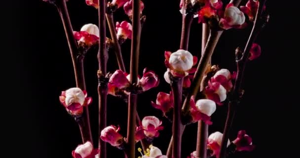 Frühlingsblumen Aprikosenblüten Auf Einem Aprikosenzweig Blühen Auf Schwarzem Hintergrund Drehen — Stockvideo