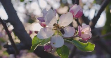 Bahar çiçekleri. Elma dalındaki elma çiçekleri doğal bir arka planda çiçek açar. Arı çiçeği döller, sonra yeşil elmalar pürüzsüz görünür..