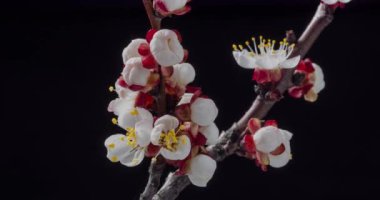 Bahar çiçekleri. Kayısıdaki kayısı çiçekleri siyah arka planda dallar açar.