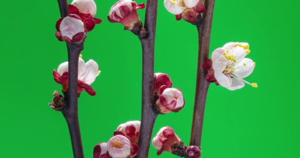 Tavaszi Virágok Sárgabarack Virágok Sárgabarack Virágzik Zöld Háttér — Stock videók