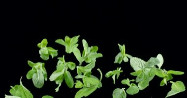 Taze yeşil nane yaprakları yavaşça yükselir ve siyah bir arka fonun üzerine düşer. Blackmagic Ursa Pro G2, 300 fps.