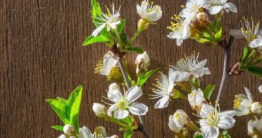 Bahar çiçekleri. Ahşap bir arka planda kiraz dalındaki kiraz çiçekleri. Zaman Hızı 4K videosu.