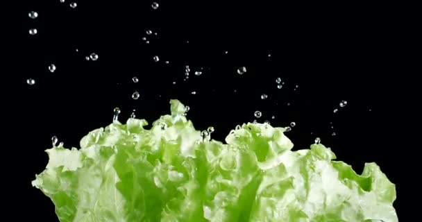 Zöld Saláta Levelek Vízcseppek Mozgatni Lassított Felvétel Fekete Alapon Fekete — Stock videók