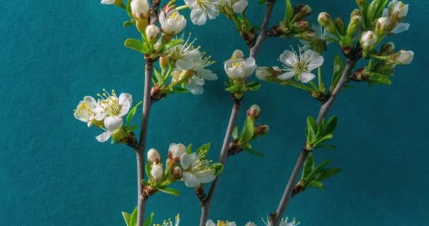 Jarní Květiny Švestkové Květy Švestkové Větvi Kvetou Modrém Pozadí Časová — Stock video