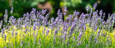 Çiçek açan lavanta bitkileri. Doğa arkaplanı.