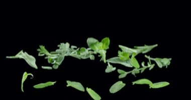 Salata kokulu bitki yaprakları uçar ve siyah bir arka plana düşer. Blackmagic Ursa Pro G2, 300 fps.