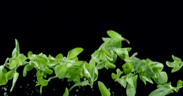 Las Hojas Menta Verde Fresca Vuelan Lentamente Caen Sobre Fondo — Vídeos de Stock