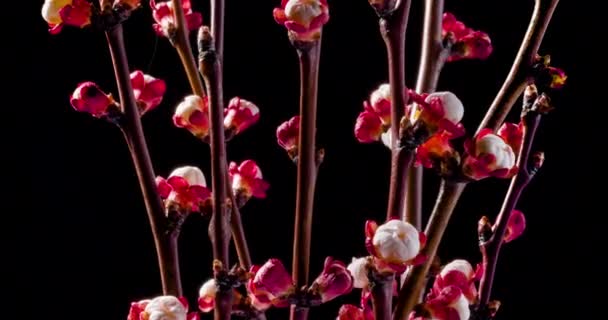 Flores Primavera Flores Albaricoque Una Rama Albaricoques Florecen Sobre Fondo — Vídeo de stock
