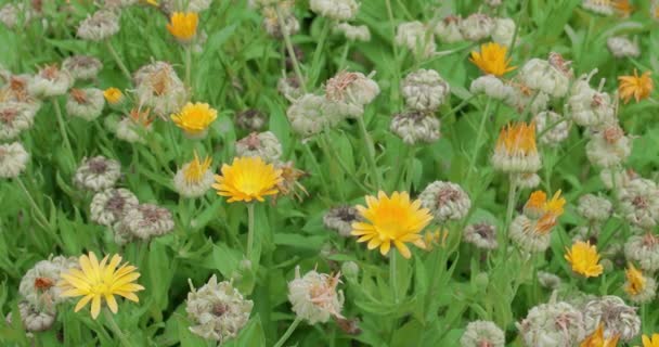 Bloemenbed Met Veel Cosmetische Oranje Calendula Goudsbloem Bloemen Een Zomerdag — Stockvideo