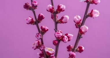 Bahar çiçekleri. Kayısı çiçekleri kayısı dalları pembe arka planda çiçek açar.