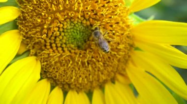 Arı, yaz güneşinde ayçiçeğini döller..