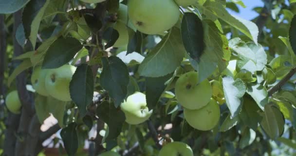 Зеленые Спелые Яблоки Яблоне Теплом Солнечном Летнем Свете — стоковое видео