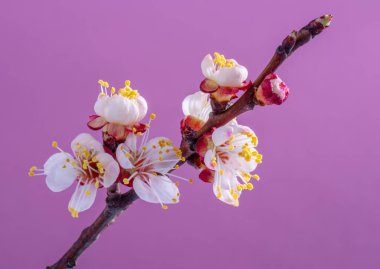 Pembe arka planda çiçek açan kayısı dalı. Hayatın başlangıcı ve doğanın uyanışı.. 