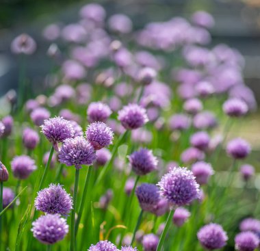 Allium çiçeği açan mor soğan bitkisi. Doğa arkaplanı.