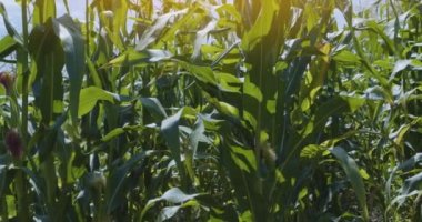 İçinden mısır fidanları çıkan bir tarla. Sıcak akşam güneşi mısırın yeşil yaprakları ve kulaklarında çalar.