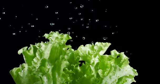 Green Lettuce Leaves Water Drops Move Slow Motion Black Background — Stock Video