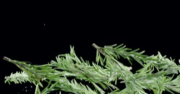 Fresh Green Rosemary Branches Slowly Fly Fall Black Background Blackmagic — Stock Video