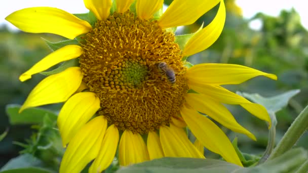 Abeille Pollinise Tournesol Dans Lumière Soir Été — Video