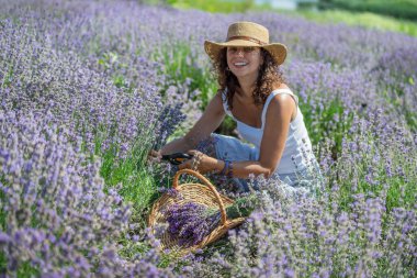 Hasır şapkalı kadın lavanta çalıları arasında oturuyor ve çiçek topluyor..