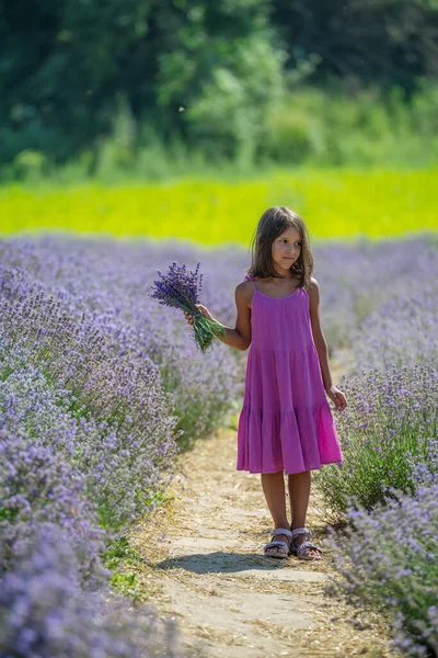 漂亮的小女孩走在开着花的薰衣草地里采花 — 图库照片